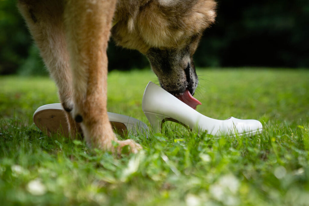 Der Hund leckt die Schuhe der Braut im Gras. Ein besonderer, ungewöhnlicher Moment. Hochzeitsfotograf Wien