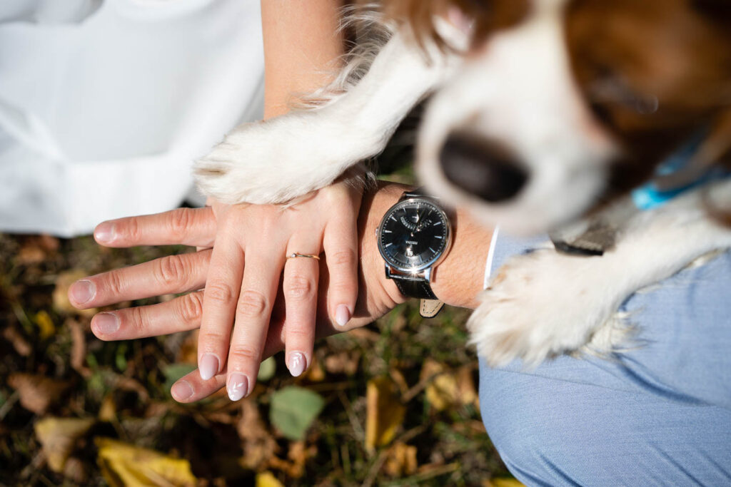 Die Hände von Braut und Bräutigam mit Ringen und der Pfote ihres Hundes. Besonderes Hochzeitsfoto mit Hund. Hochzeitsfotograf Wien